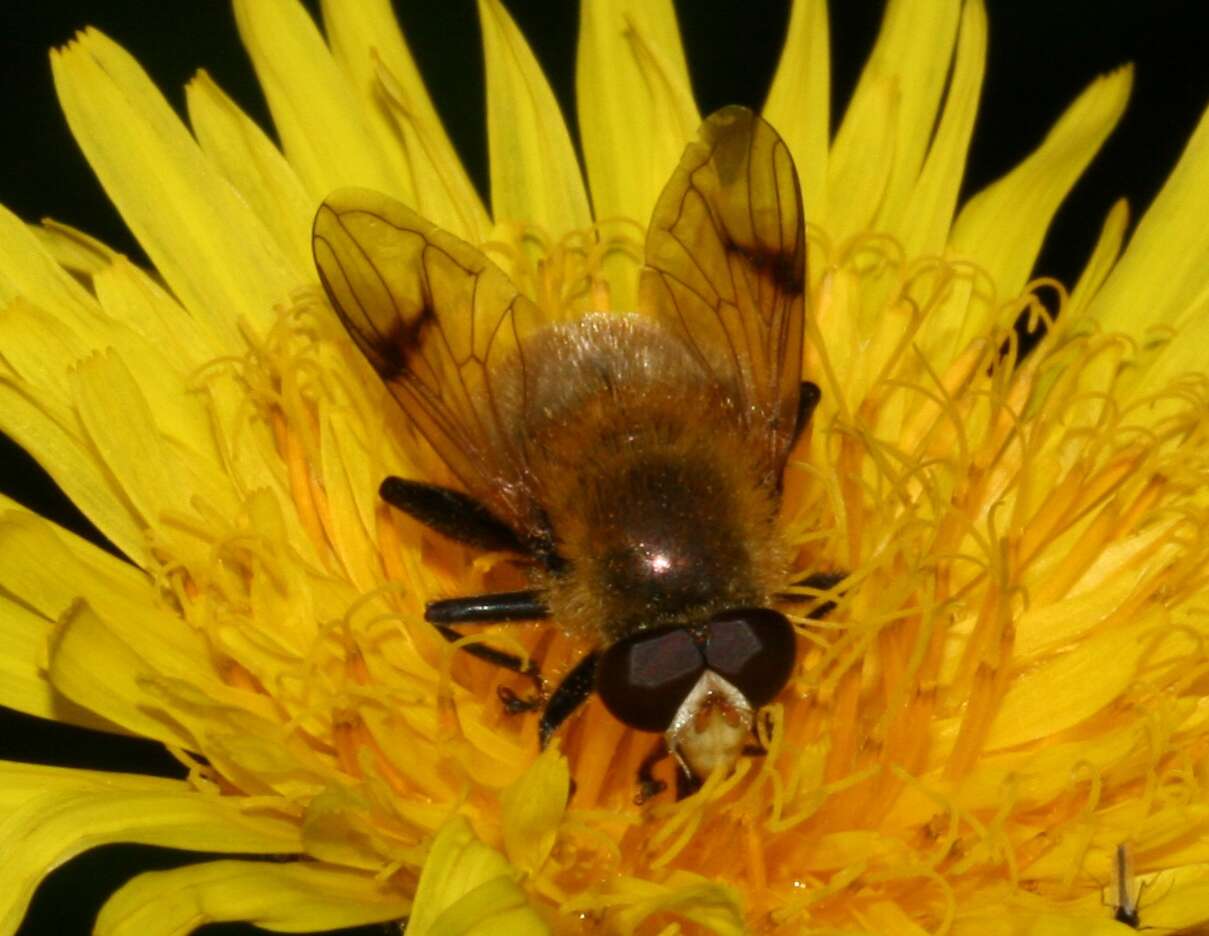 Sericomyia superbiens (Muller 1776) resmi