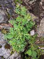 Image of Alchemilla anisiaca Wettst.