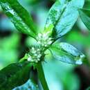 Image of Pacific False Buttonweed