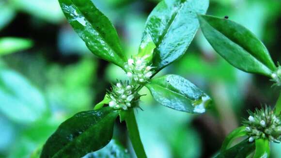 Image of Pacific False Buttonweed