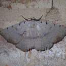 Image of Moon-lined Moth