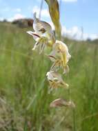 Imagem de Gladiolus permeabilis subsp. edulis (Burch. ex Ker Gawl.) Oberm.