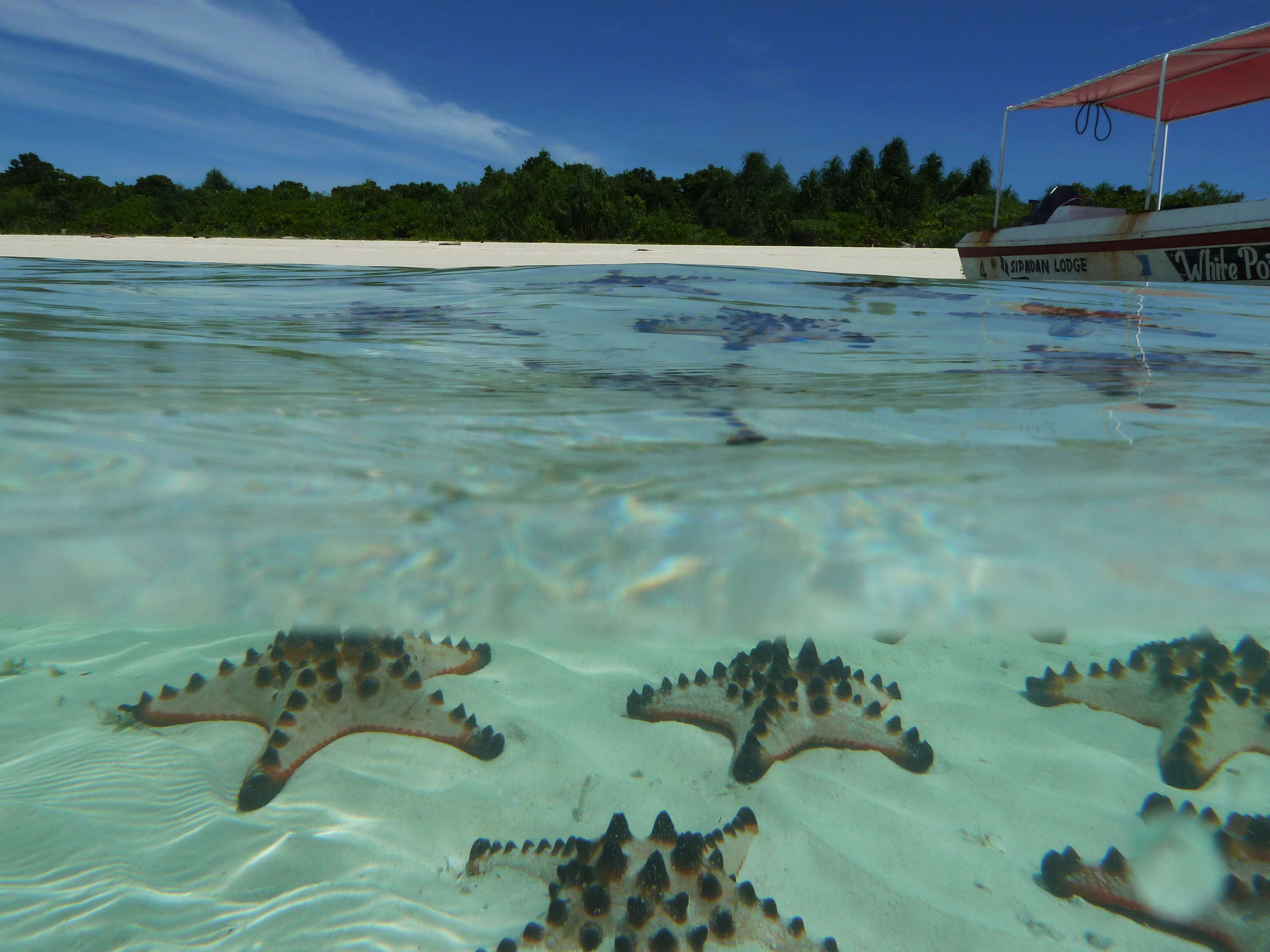 Image of chocolate chip sea star