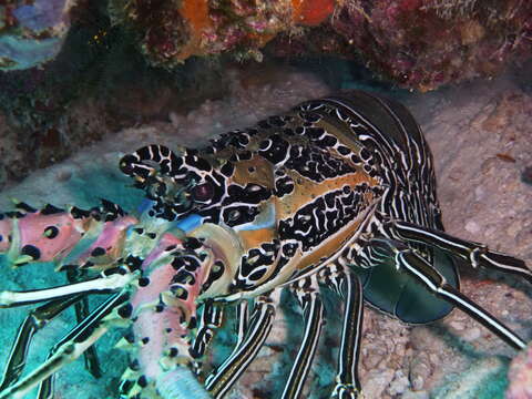 Image of Painted Spiny Lobster