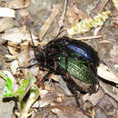 Слика од <i>Carabus ullrichii</i>