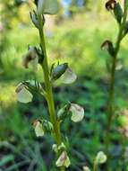 Imagem de Pedicularis racemosa subsp. alba Pennell