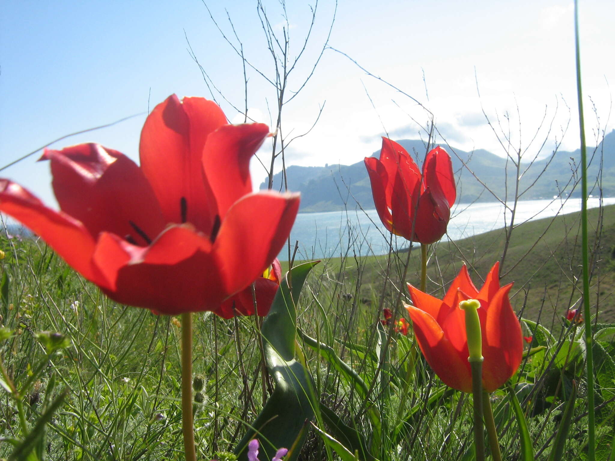 Plancia ëd Tulipa gesneriana L.