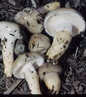 Слика од Hygrophorus glutinosus Peck 1902