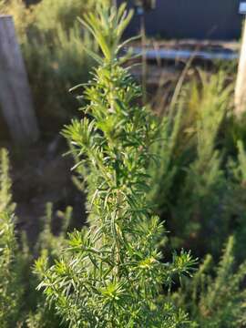 Image of Cassinia aculeata subsp. aculeata