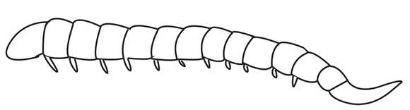 Image of Ibaliidae