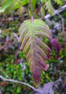 Слика од Pedicularis chamissonis Stev.