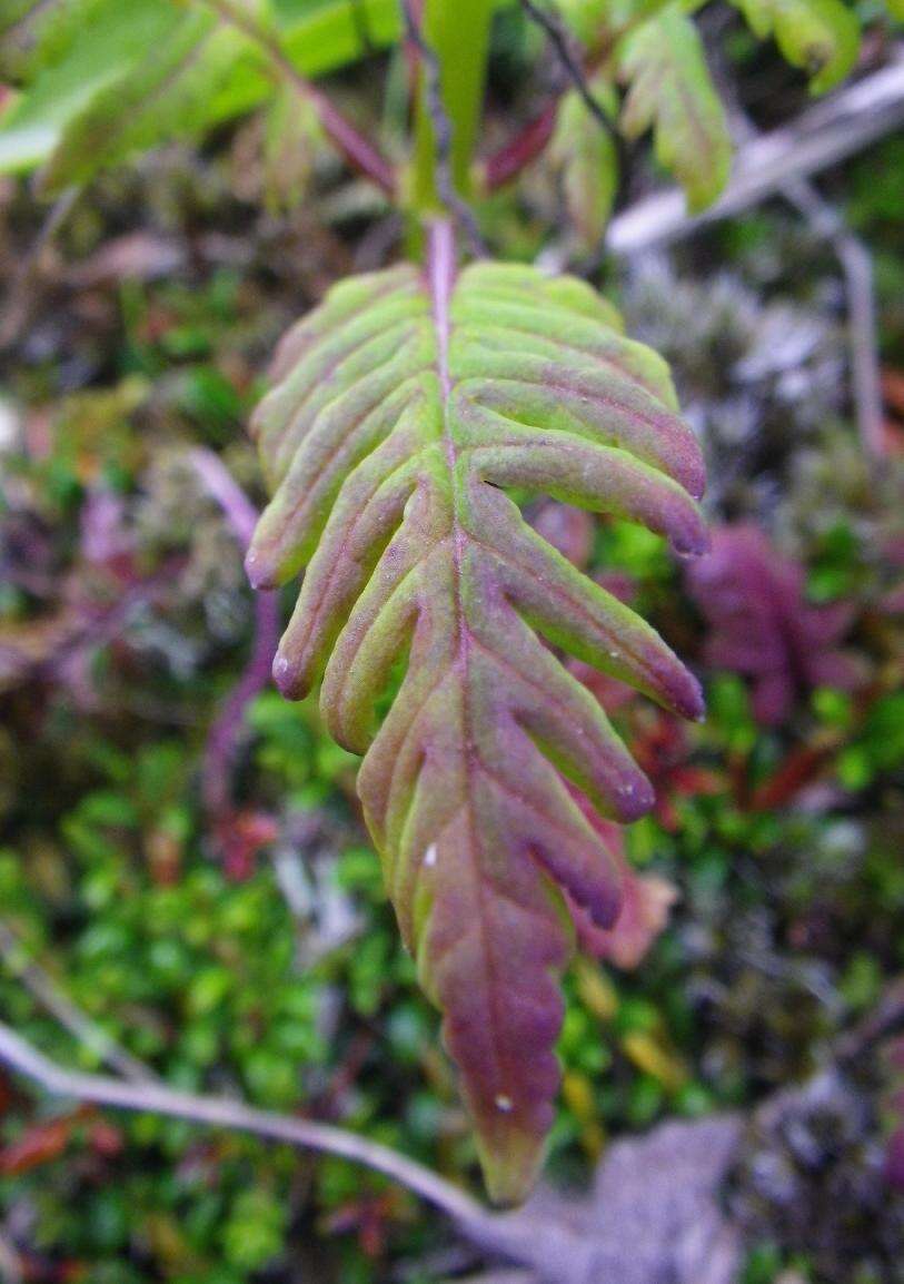 Слика од Pedicularis chamissonis Stev.