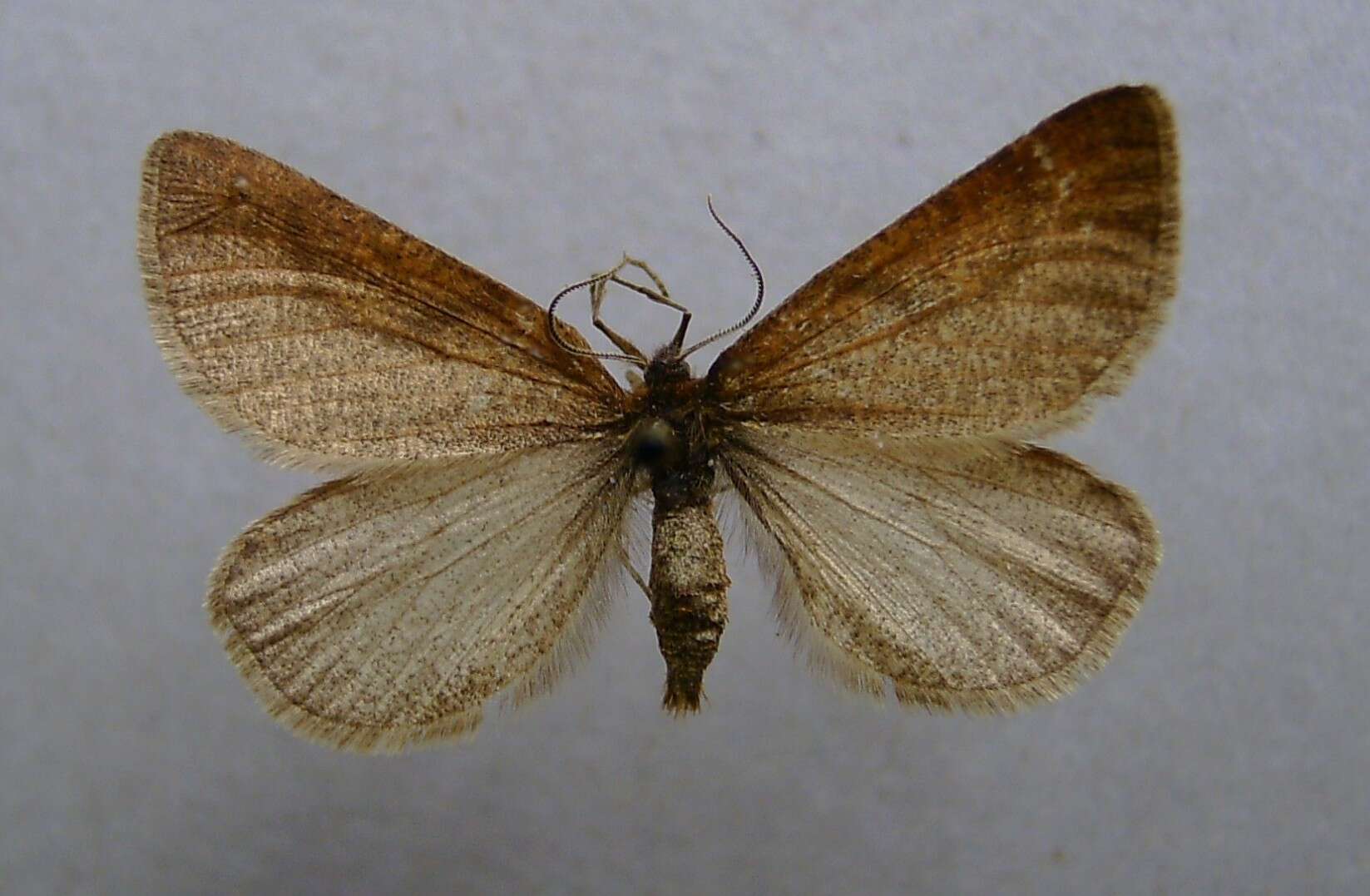 Lignyoptera fumidaria的圖片
