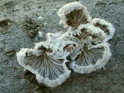 Image of Schizophyllum