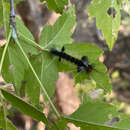 Plancia ëd Carales arizonensis Rothschild 1909