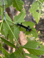 Sivun Carales arizonensis Rothschild 1909 kuva