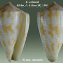 Conus colmani Röckel & Korn 1990的圖片