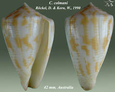 Image of Conus colmani Röckel & Korn 1990