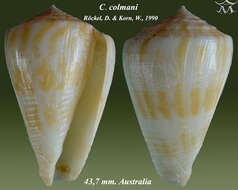 Image of Conus colmani Röckel & Korn 1990