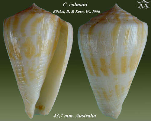 Image of Conus colmani Röckel & Korn 1990