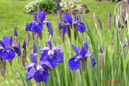 Image of German Iris