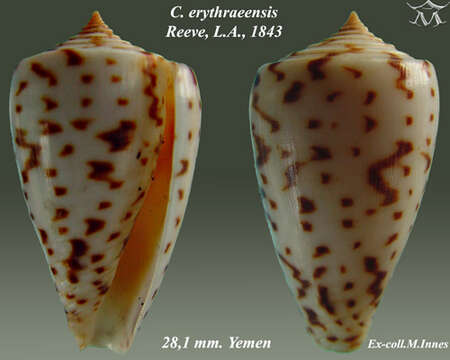 Image of Red Sea Cone