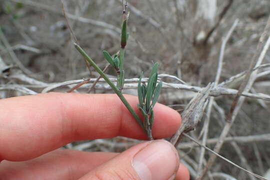 Imagem de Heliophila linearis (Thunb.) DC.