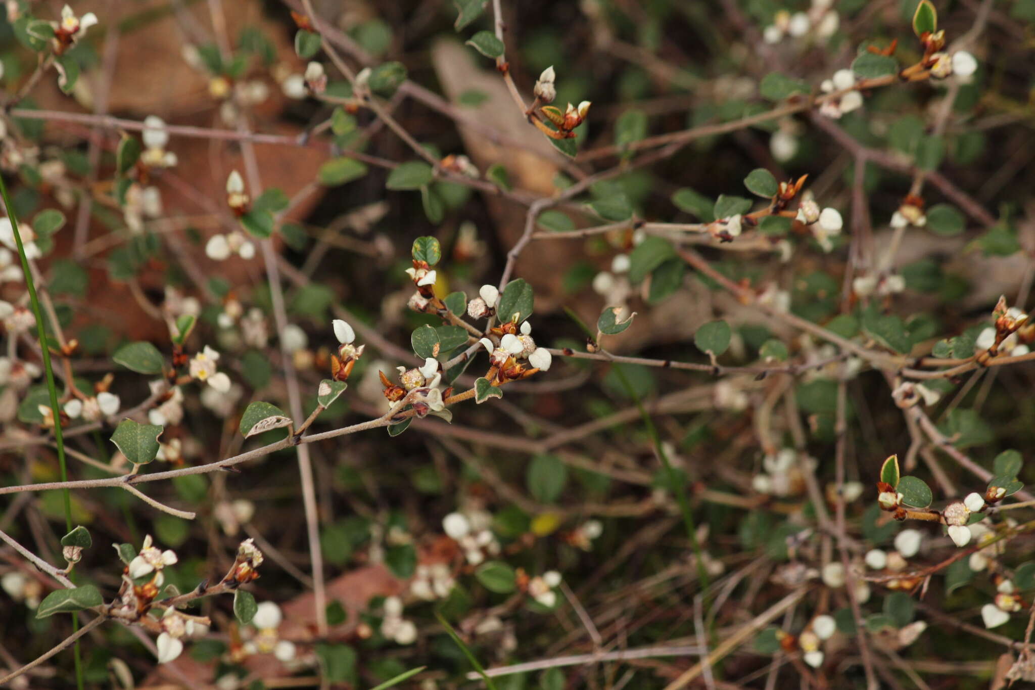 صورة Spyridium thymifolium Reiss.