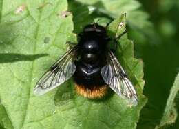 Volucella bombylans (Linnaeus 1758) resmi