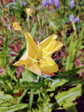 Imagem de Oenothera affinis Camb.