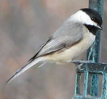 Image of Carolina Chickadee