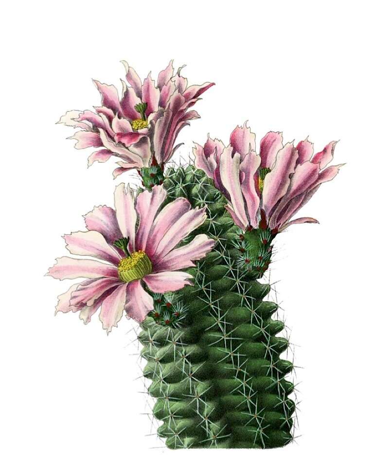 Image of Fendler's Hedgehog Cactus