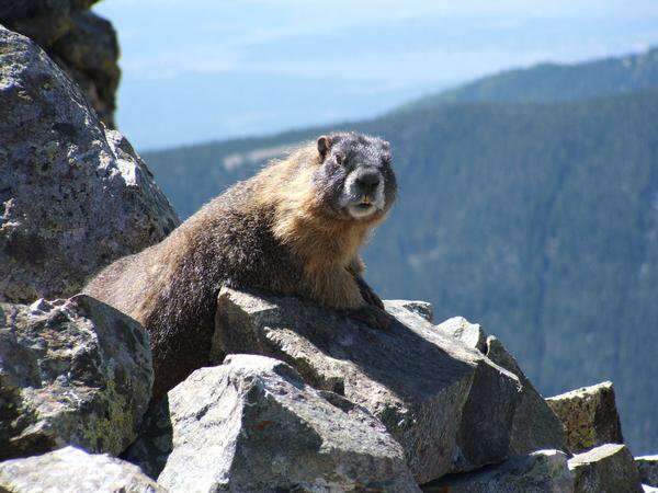 Image of Marmota subgen. Petromarmota Steppan et al. 1999