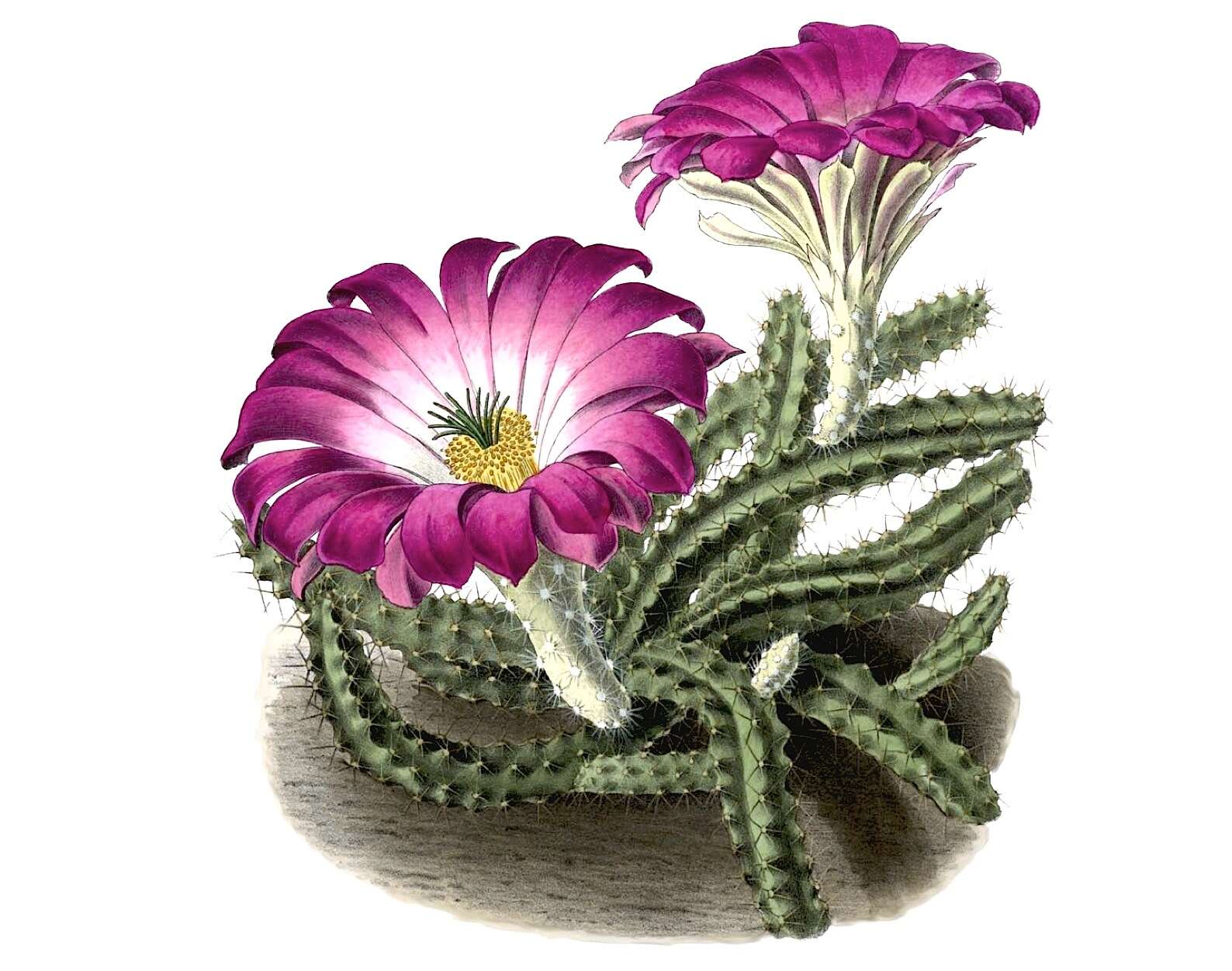 Image of Lady-finger Cactus