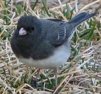 Image of juncos