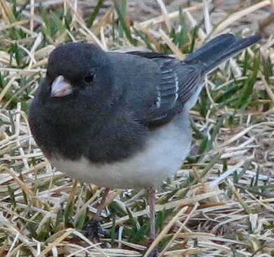 Image of juncos