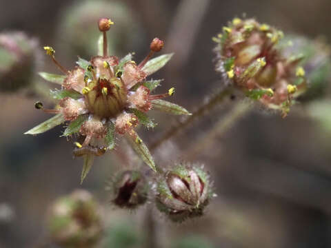 Image of Monanthes brachycaulos (Webb & Berth) Lowe