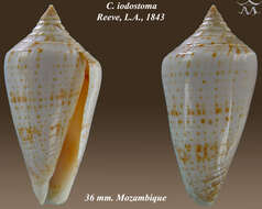 Image of Conus iodostoma Reeve 1843