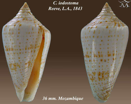 Image of Conus iodostoma Reeve 1843