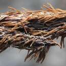 Imagem de Carex membranacea Hook.