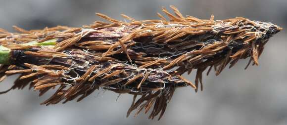 Imagem de Carex membranacea Hook.