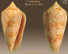 Image of Conus iodostoma Reeve 1843