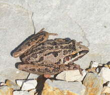 Imagem de Litoria freycineti Tschudi 1838