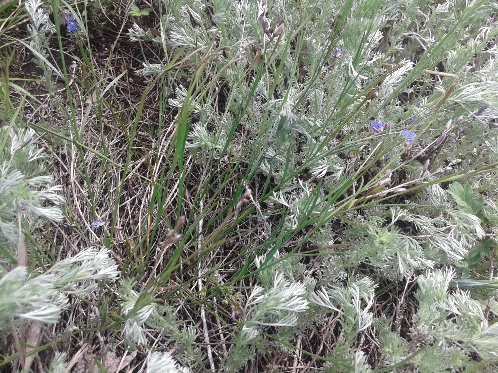 Image of Polygala tenuifolia Willd.