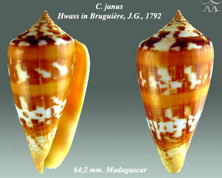 Image of Conus janus Hwass ex Bruguière 1792