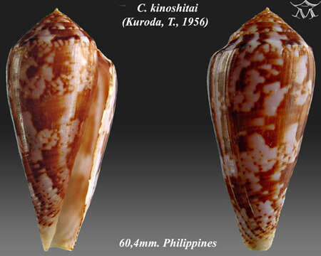 صورة Conus kinoshitai (Kuroda 1956)