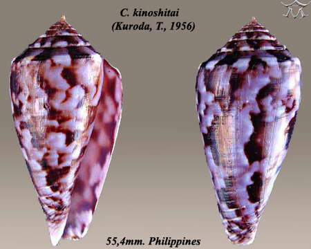 صورة Conus kinoshitai (Kuroda 1956)