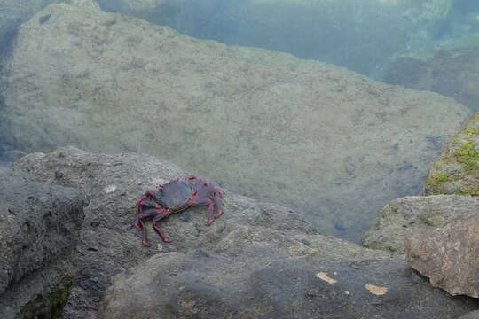 Image of Grapsus adscensionis (Osbeck 1765)