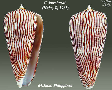 Image of Conus kuroharai (Habe 1965)