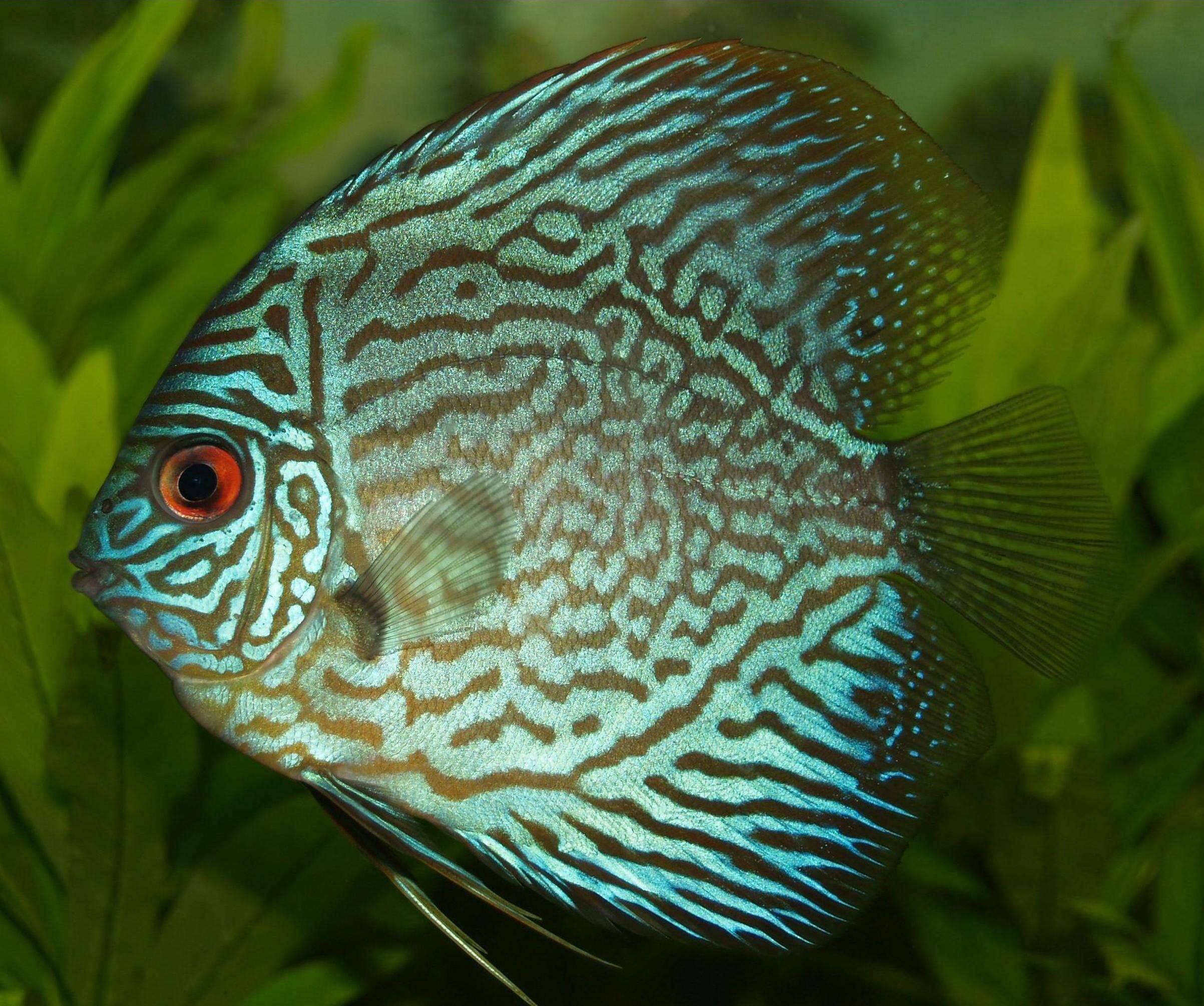 Image of Discus